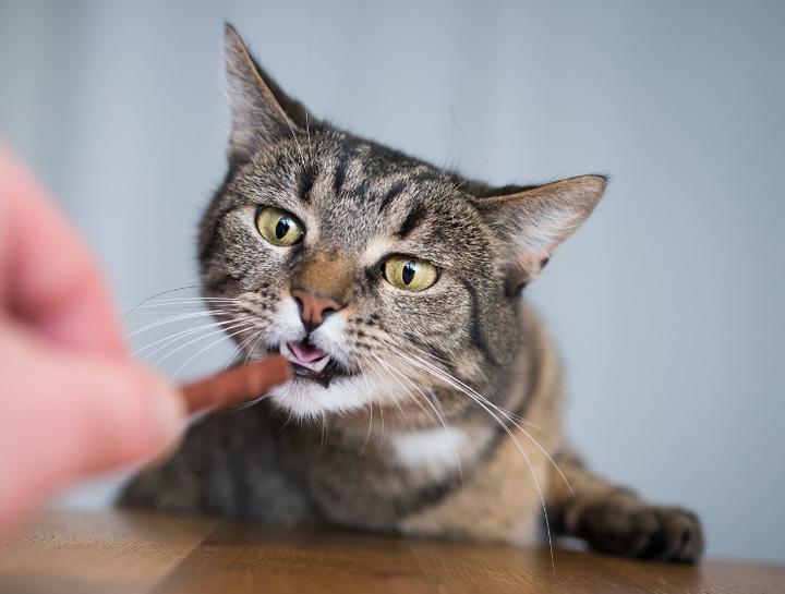 Pet Nutrition